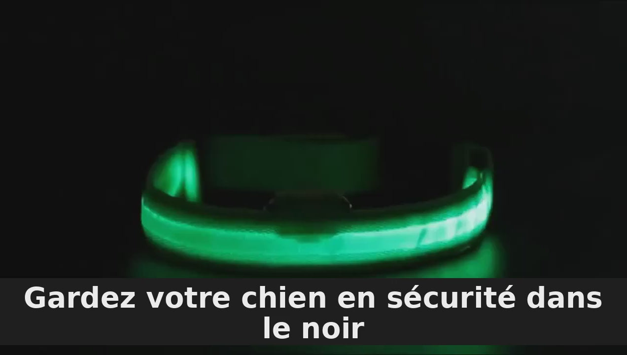 Démonstration — Collier LED Rechargeable USB pour Chien — 3 Modes d'Éclairage, Anneau pour la Laisse (texte traduit en français)