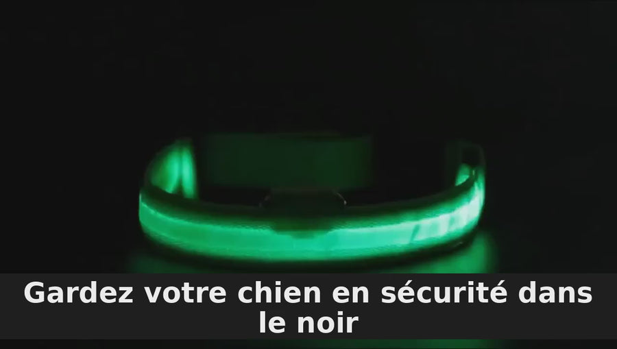 Démonstration — Collier LED Rechargeable USB pour Chien — 3 Modes d'Éclairage, Anneau pour la Laisse (texte traduit en français)