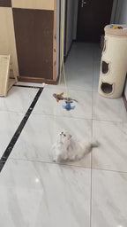 Démonstration — Jouet oiseau chanteur pour chat
