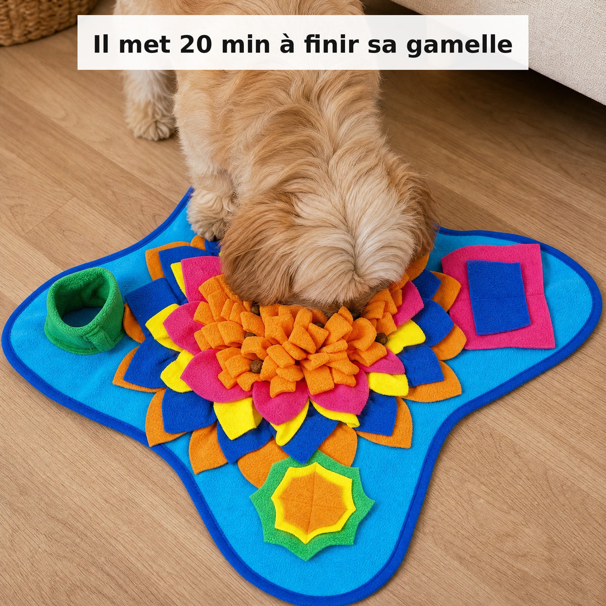 Chien fouillant le tapis avec son museau