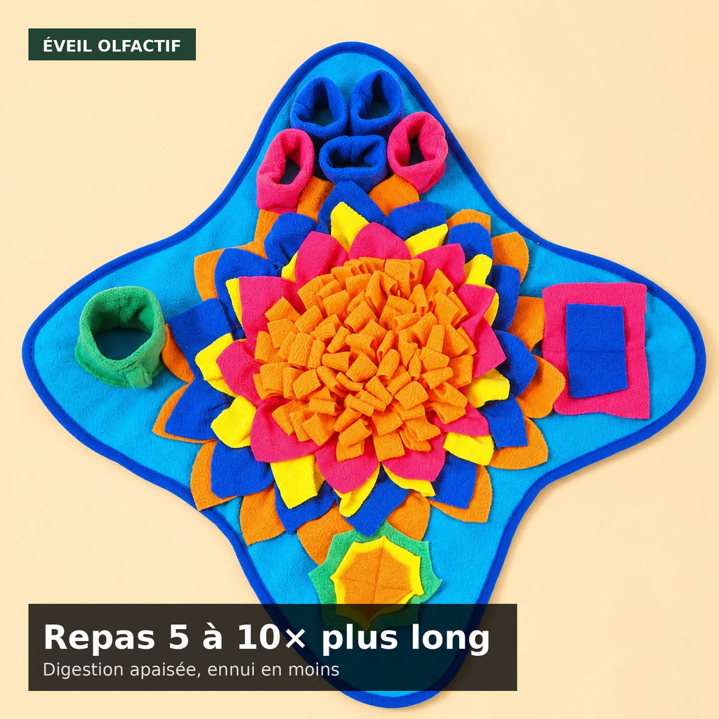 Tapis de fouille vu du dessus — éveil olfactif pour chien